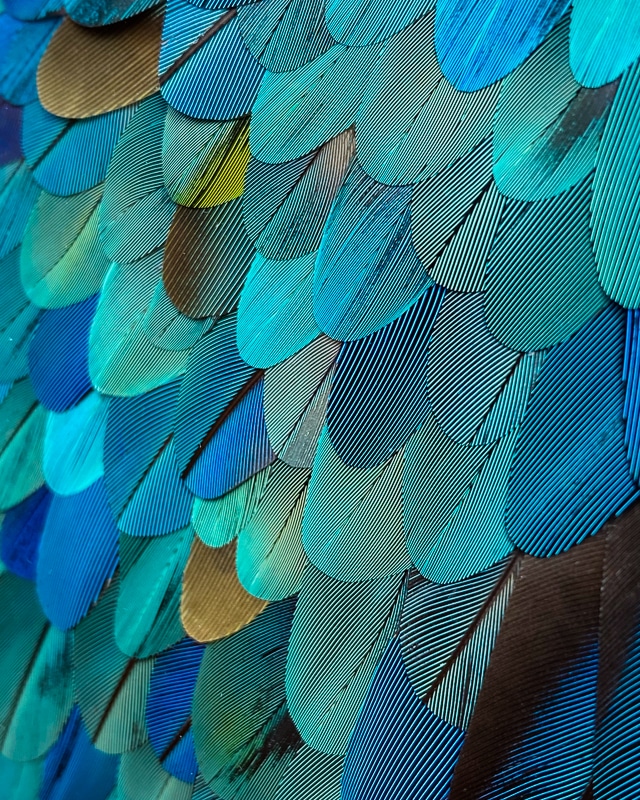 tableau fantômes mosaïque de plumes de perroquet